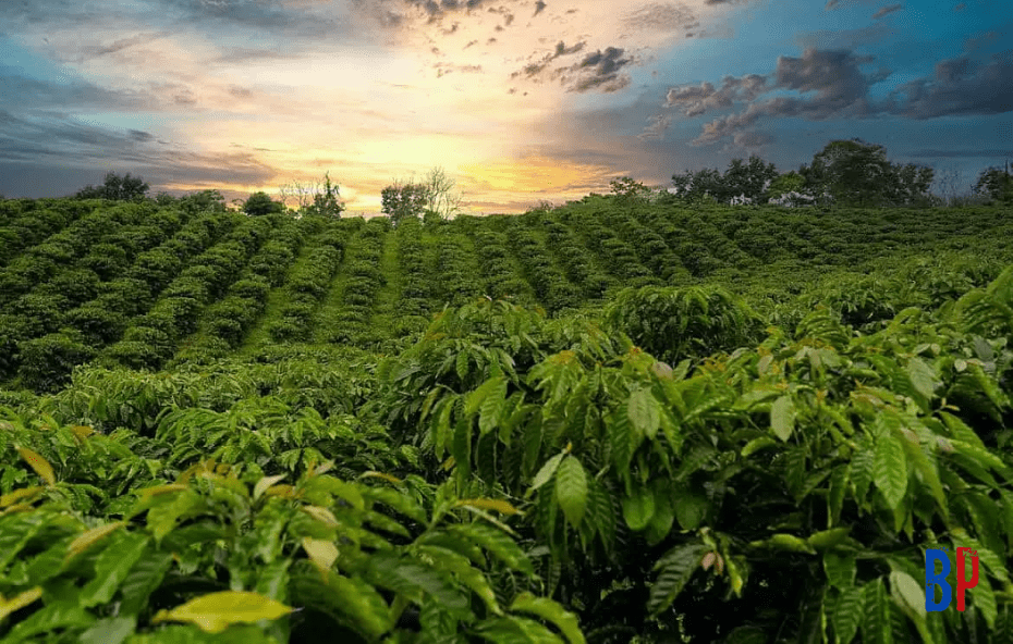 História do Vale do Café - Barra do Pirai