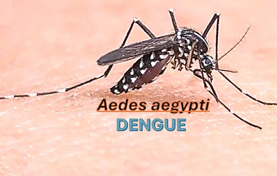 Dengue