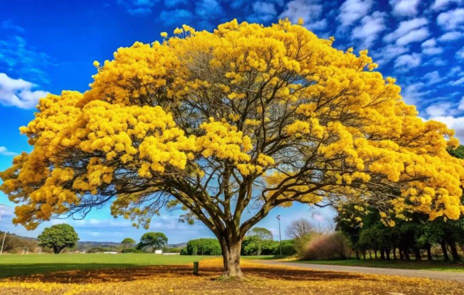 A influência da natureza no nome Ipiabas